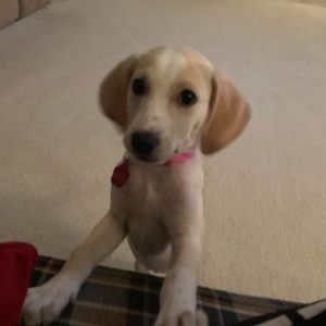 Meet your Posher, Owen